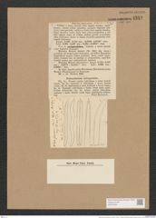 Nitzschia franconia Reinsch. (de-Toni-Nr.: Genus 47, Species 2165) Zeichnungen Sammlung Grunow Nr. 4349 (NHMW-BOT-W0372394)